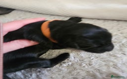 German Shepherd dogs for sale: Beautiful German Shepherd Pups for sale - Image 12