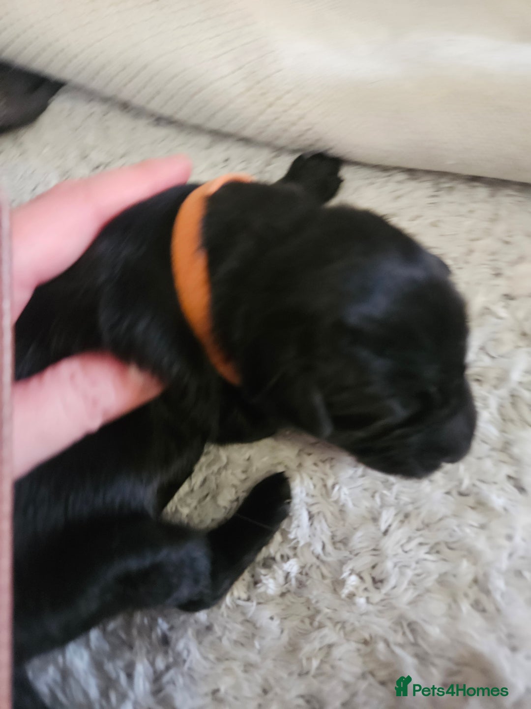 German Shepherd dogs for sale: Beautiful German Shepherd Pups for sale - Image 12