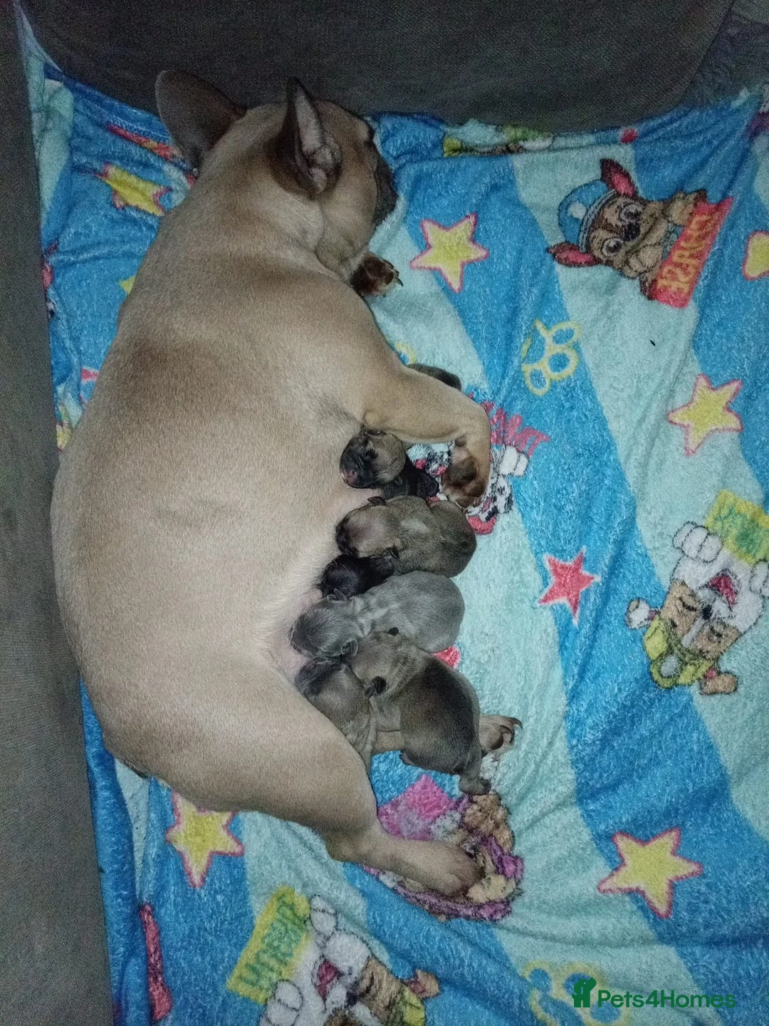 French Bulldog dogs for sale: Gorgeous Male Frenchie Pups - Advert 21