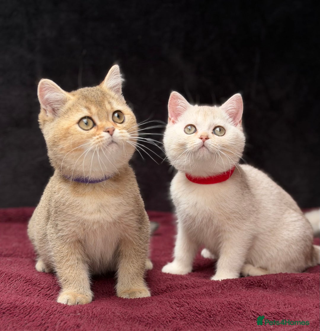 British Shorthair cats for sale: British shorthair kittens golden silver TICA - Image 6