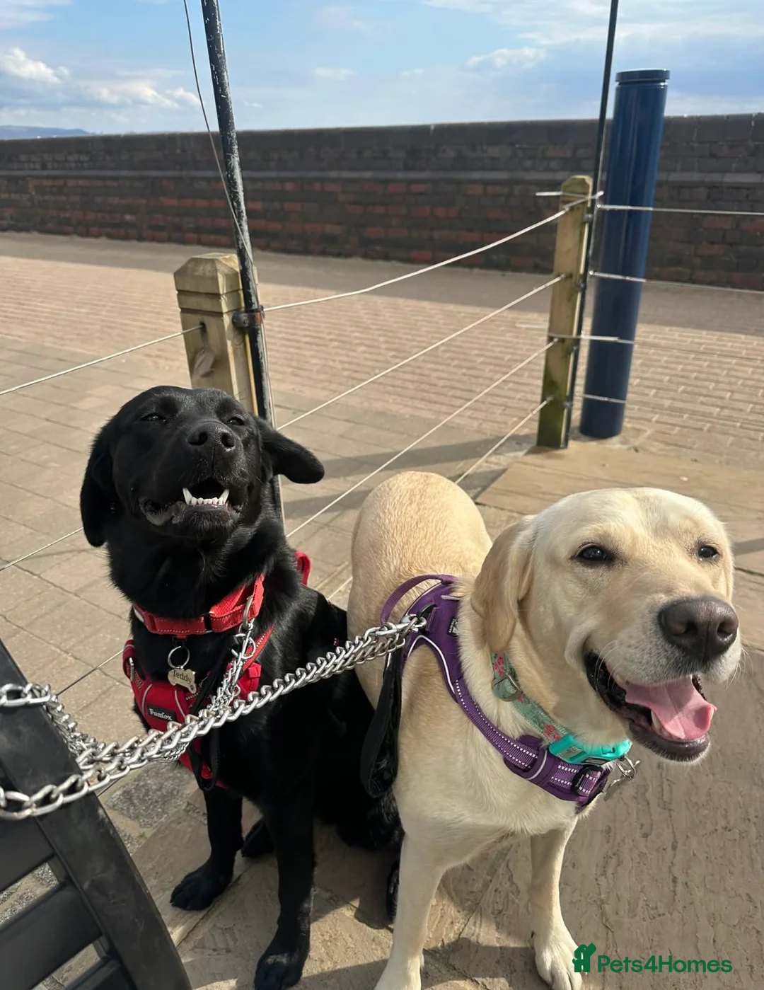 Goldador dogs for sale: Beautiful Goldador Pups  - Advert 17