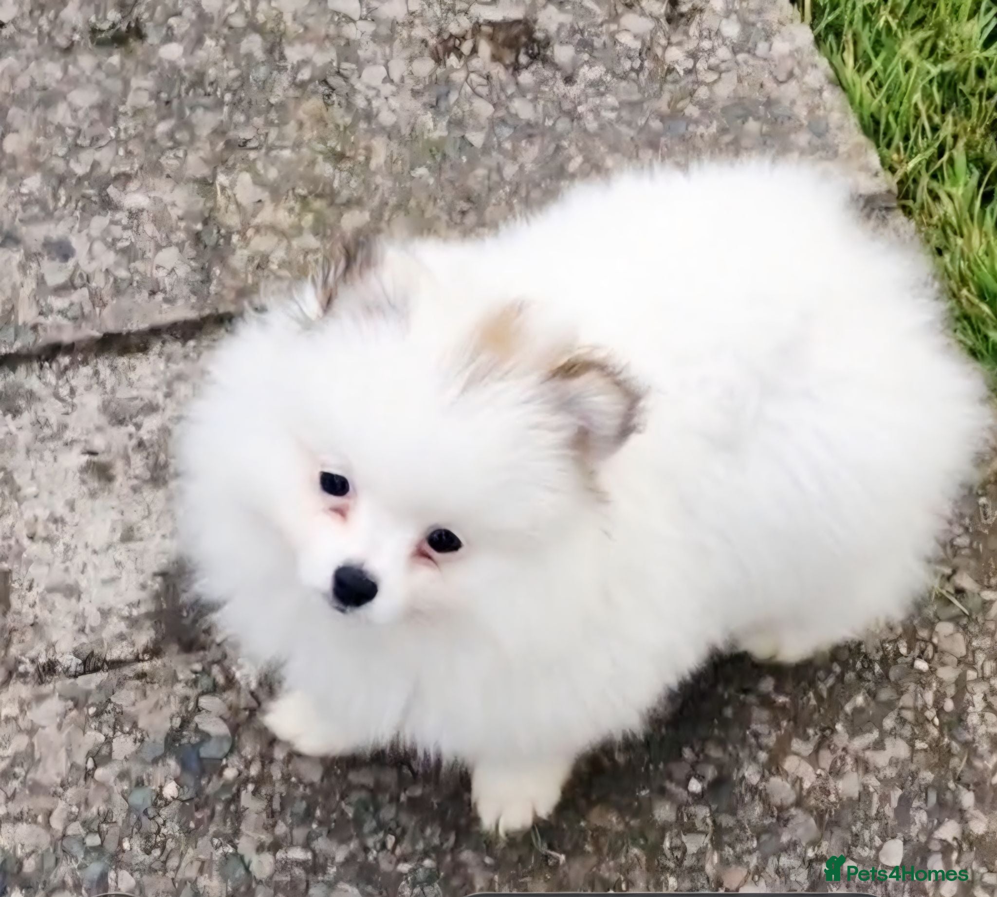 Pomeranian dogs Russian pomeranian  - Advert 15