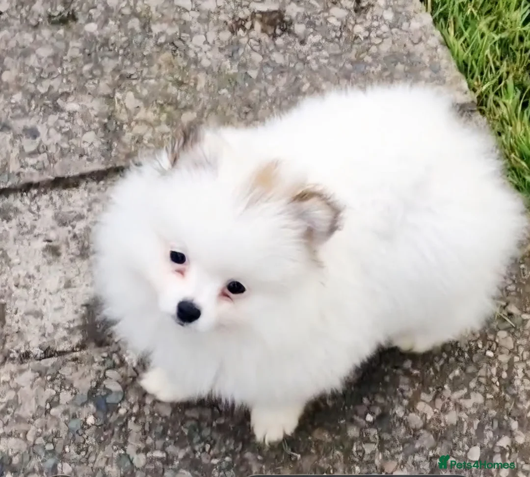 Pomeranian dogs for sale: Russian pomeranian  - Advert 1