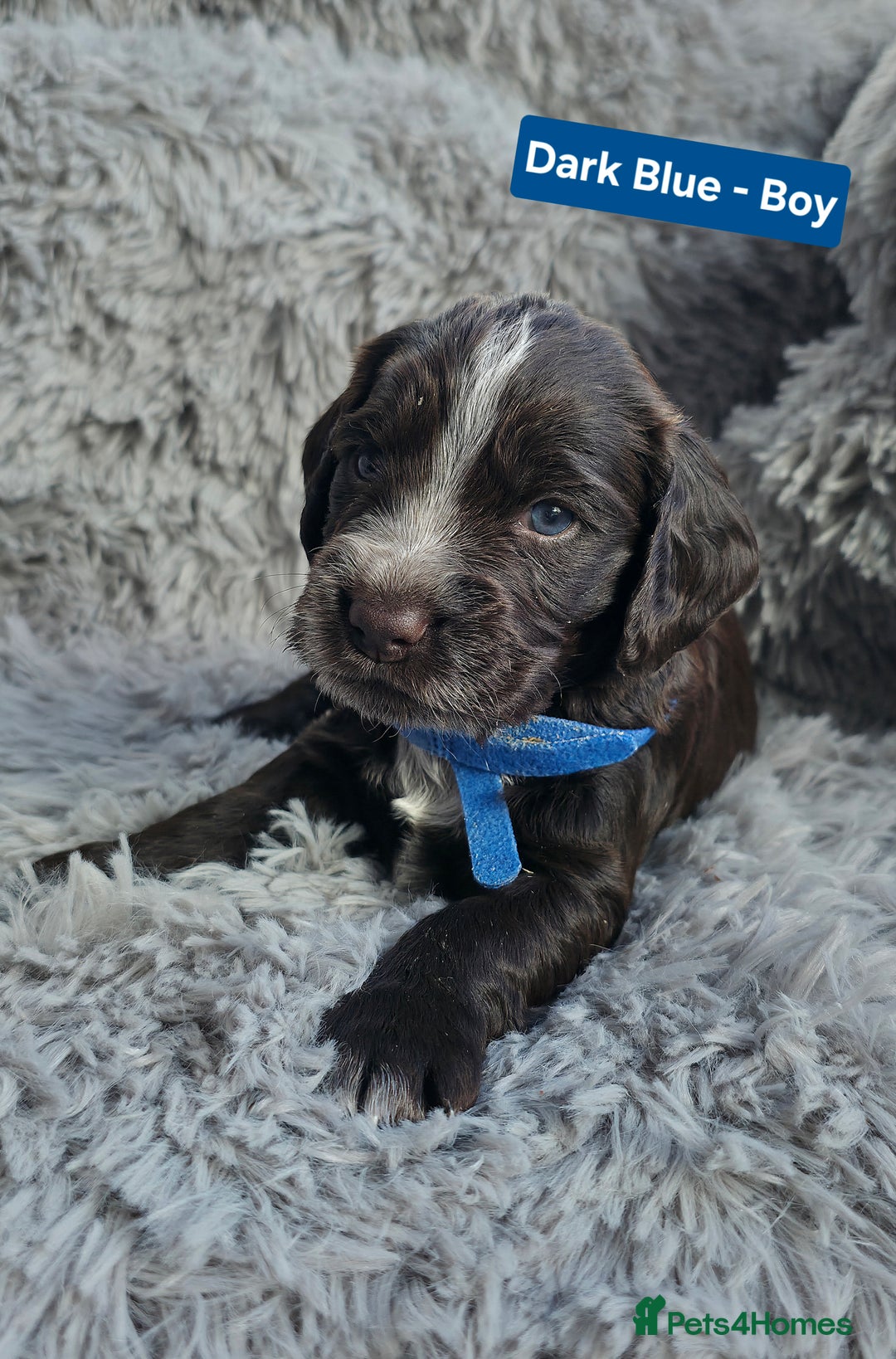 Cocker Spaniel dogs for sale: Exquisite Brown/White Working Cocker Spaniel Pups - Image 13