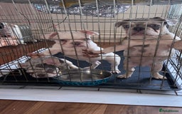French Bulldog dogs for stud: JIM BOY is for stud DWKC registered no AI in West Molesey - Image 13