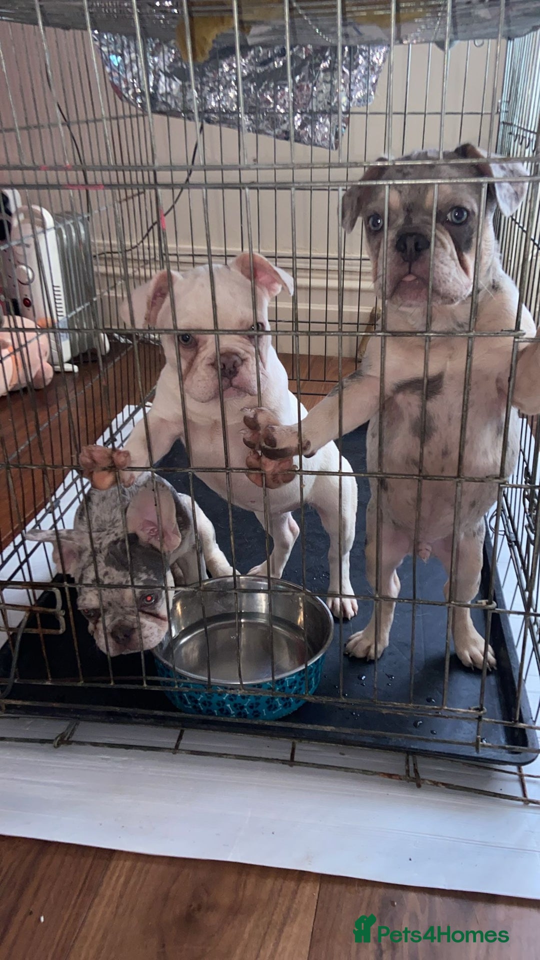 French Bulldog dogs for stud: JIM BOY is for stud DWKC registered no AI in West Molesey - Image 13