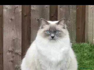 Ragdoll cats AMAZING PEDIGREE RAGDOLL KITTENS - Advert 1