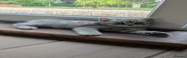 Scottish Fold Kitten 2