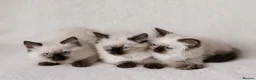 Ragdoll cats for stud: Chocolate carrier blue point Ragdoll Stud - Advert 5