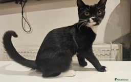 Mixed Breed cats for sale: Kitten great with Dogs, Cats, Young Children - Image 4