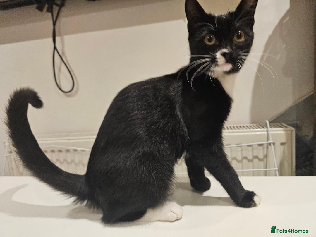 Mixed Breed cats for sale: Kitten great with Dogs, Cats, Young Children - Image 4