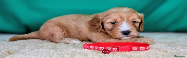 Cavapoochon 2