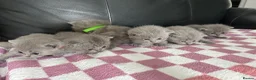 British Shorthair cats for sale: Gorgeous British shorthair kittens  - Advert 15