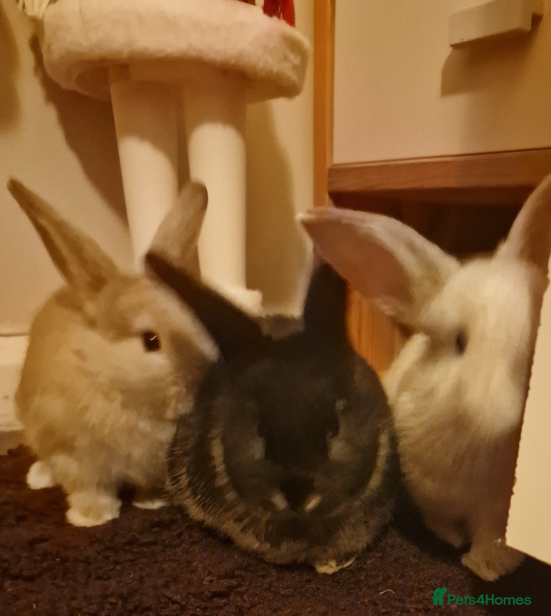 Mixed Breed rabbits for sale: Baby double lionhead/ lopear rabbits  - Advert 2