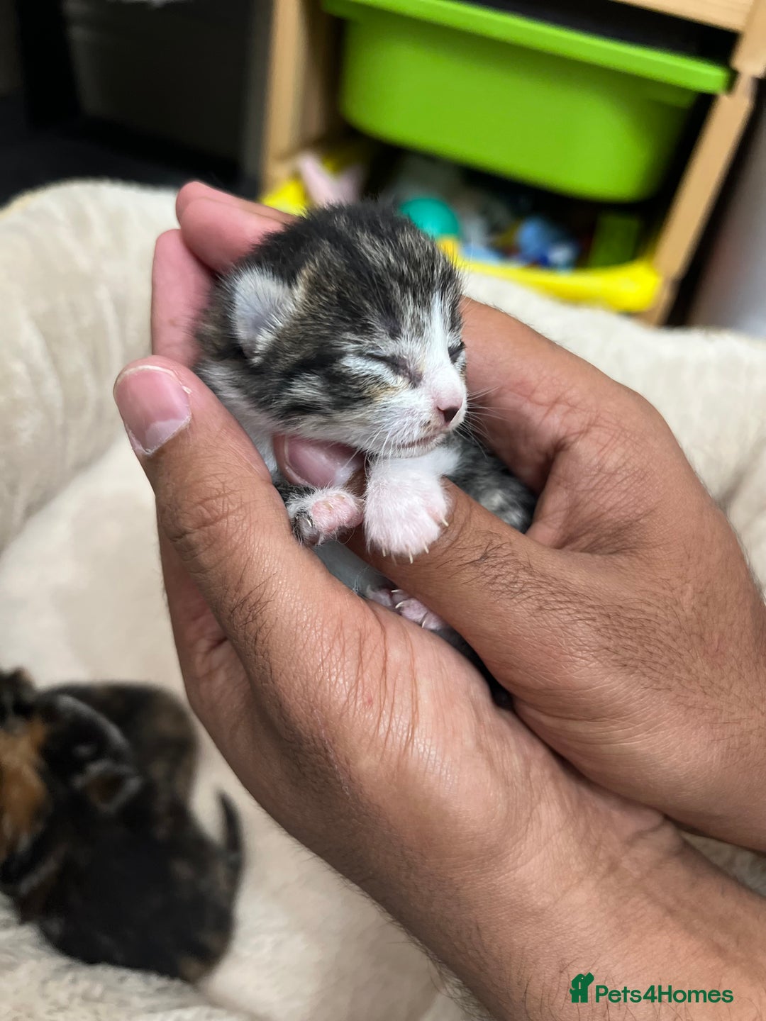 Bengal cats for sale: Rare Bengal Breed In White and Grey Ginger - Image 12