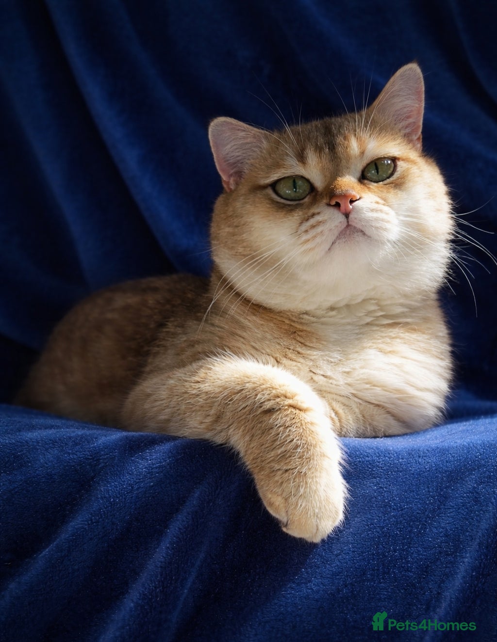 British Shorthair cats ⚜️GOLDEN BSH 🏆 TICA and GCCF reg - Advert 2