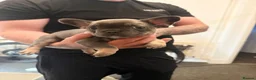 French Bulldog dogs for sale: French Bulldogs  - Advert 17