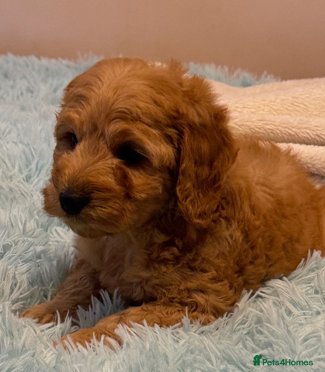 Cockapoo dogs for sale: Healthy Happy Stunning Cockapoo Puppies - Advert 10