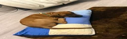 Rhodesian Ridgeback dogs for sale: KC Registered, only 2 left. - Advert 3
