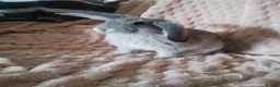 Mixed Breed rabbits for sale: Beautiful Grey Boy - Advert 2