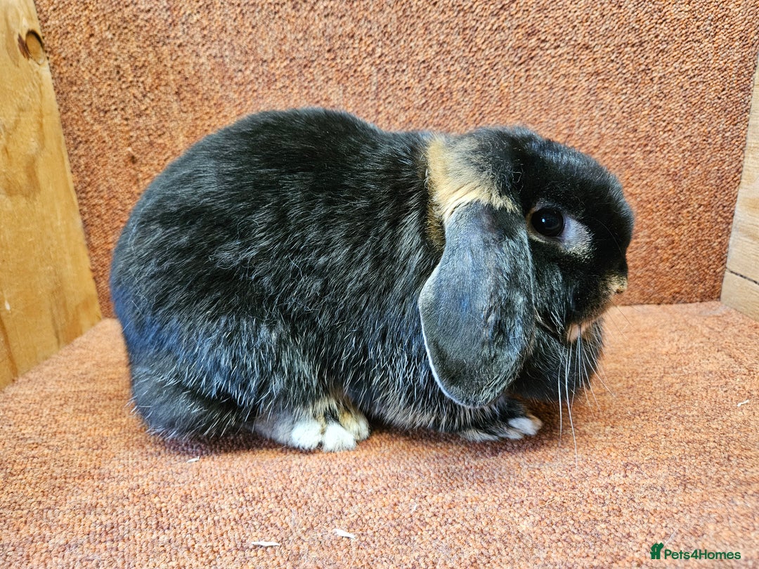 Mixed Breed rabbits for sale: Lop Does  Lovely Temperaments.  Vaccinated  - Advert 3
