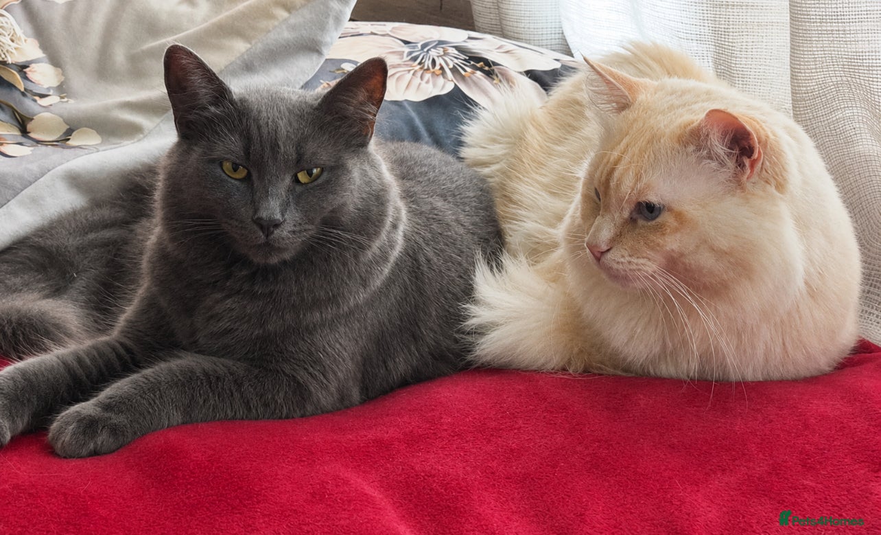 Mixed Breed cats for sale: Beautiful half ragdoll kittens 💖 - Advert 4