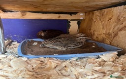 Quail poultry for sale: Mixture of Coturnix Quail - Image 2