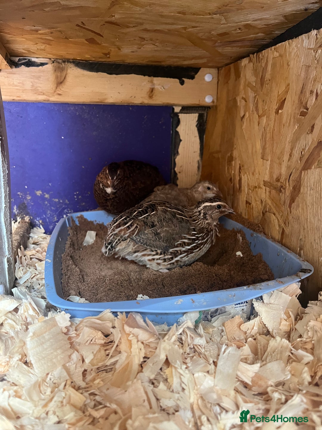 Quail poultry for sale: Mixture of Coturnix Quail - Image 2