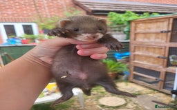 Ferret rodents for sale: 7 ferret kits. Hobs and Jill's available  - Image 4