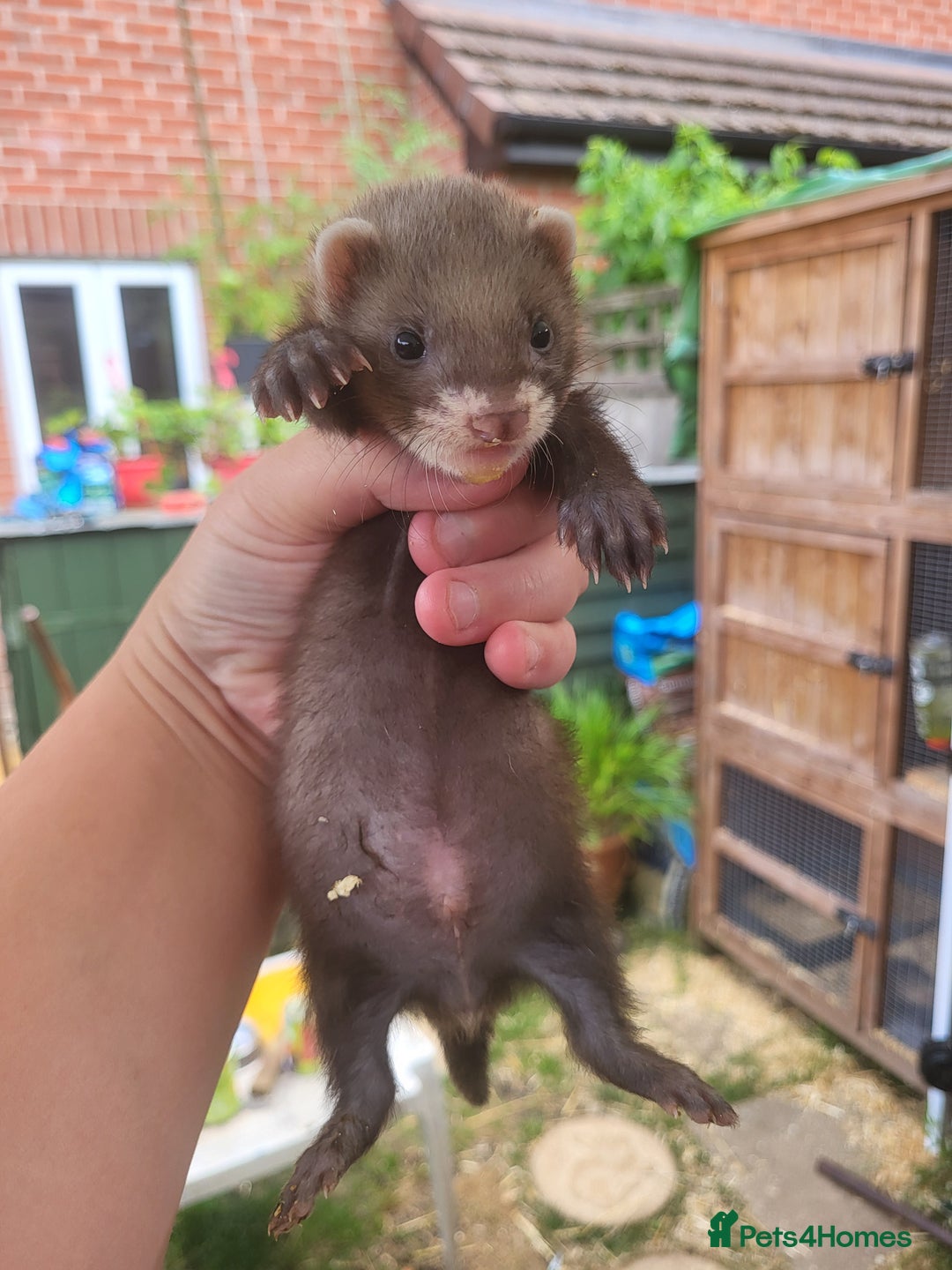 Ferret rodents for sale: 7 ferret kits. Hobs and Jill's available  - Image 4