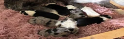 Border Collie dogs for sale: Border Collie puppies  - Advert 12
