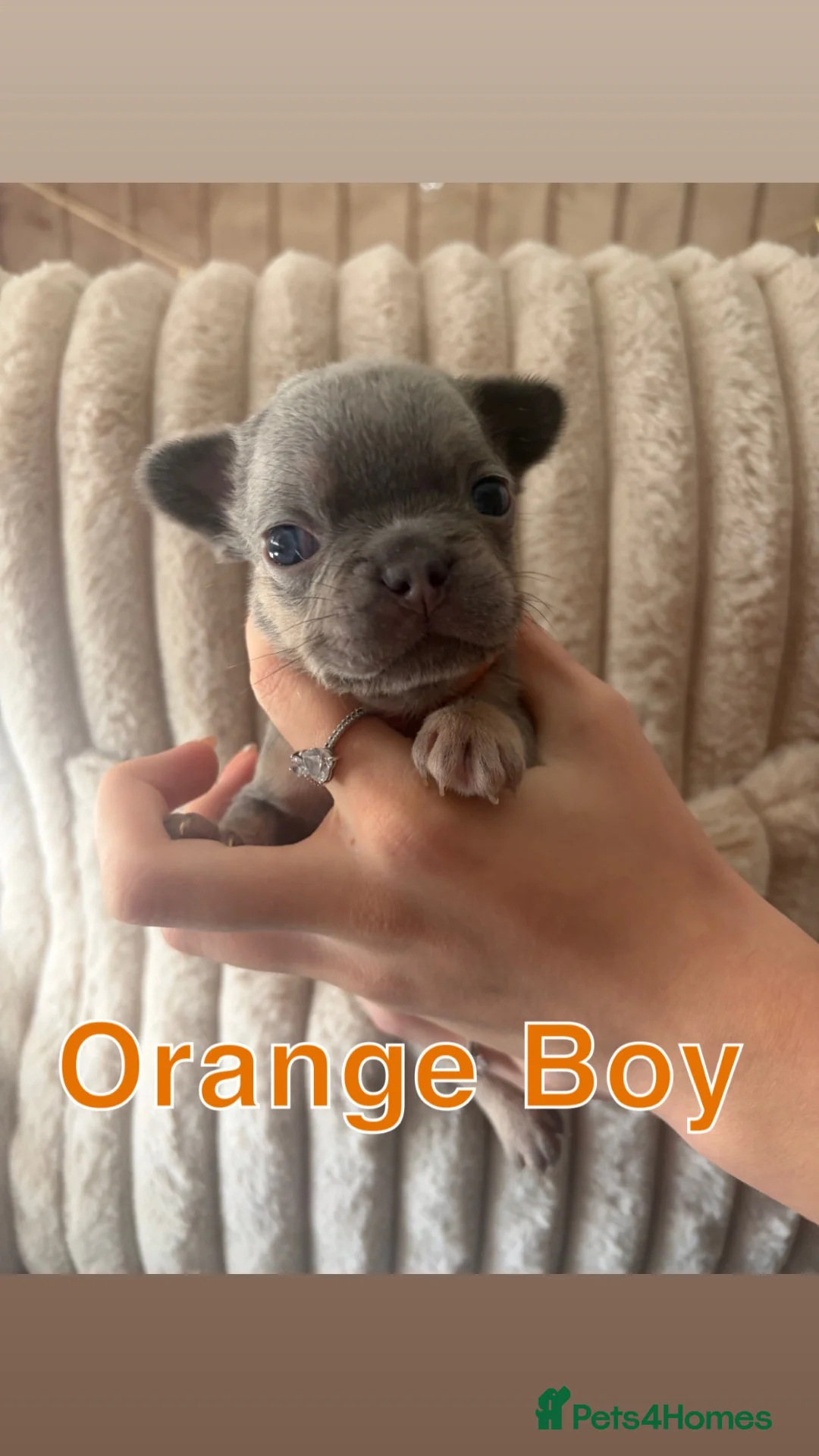 French Bulldog dogs for sale: Beautiful Frenchie Puppies  - Advert 7