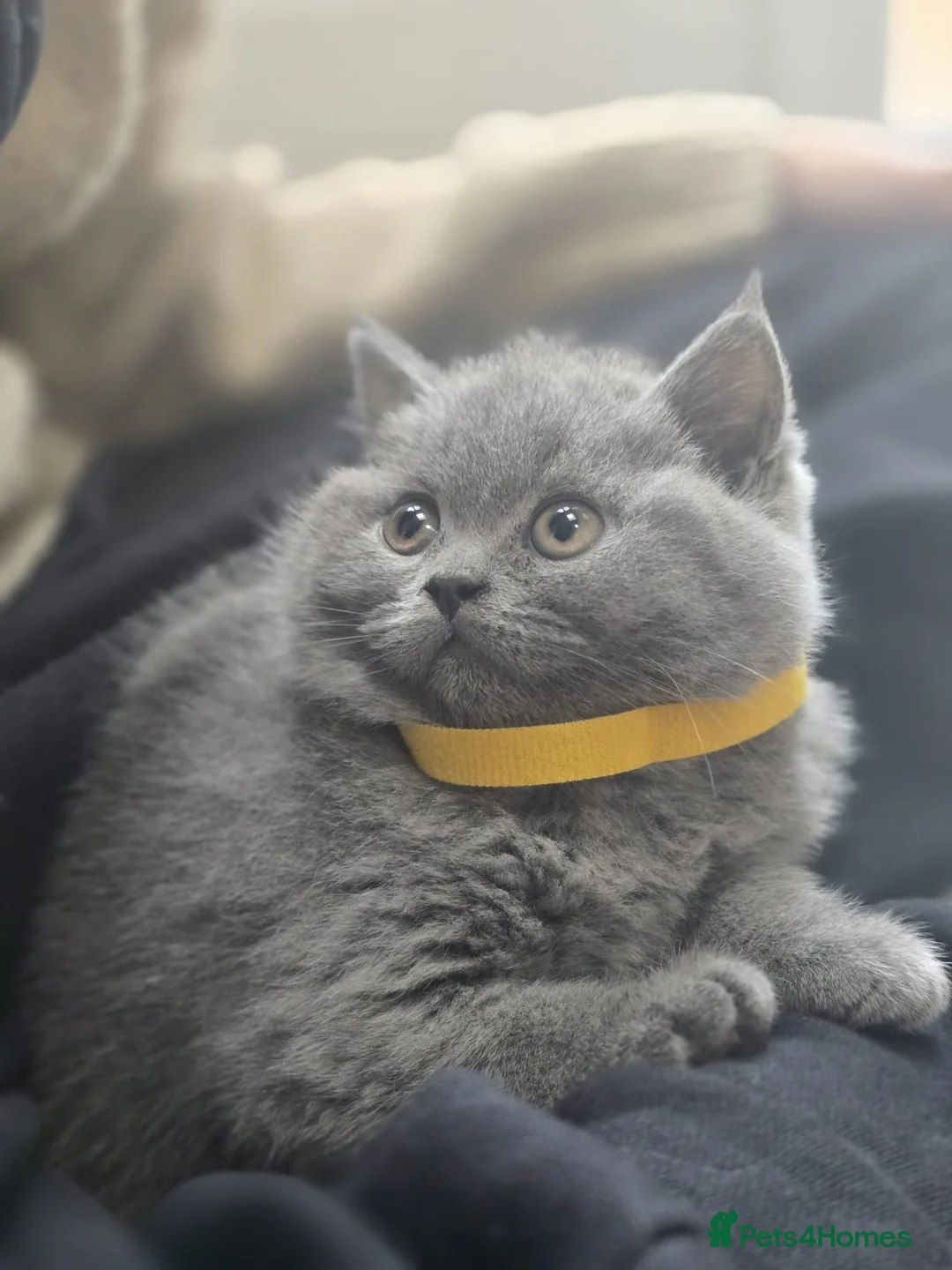 British Shorthair cats for sale: Chunky British shorthair  - Advert 8