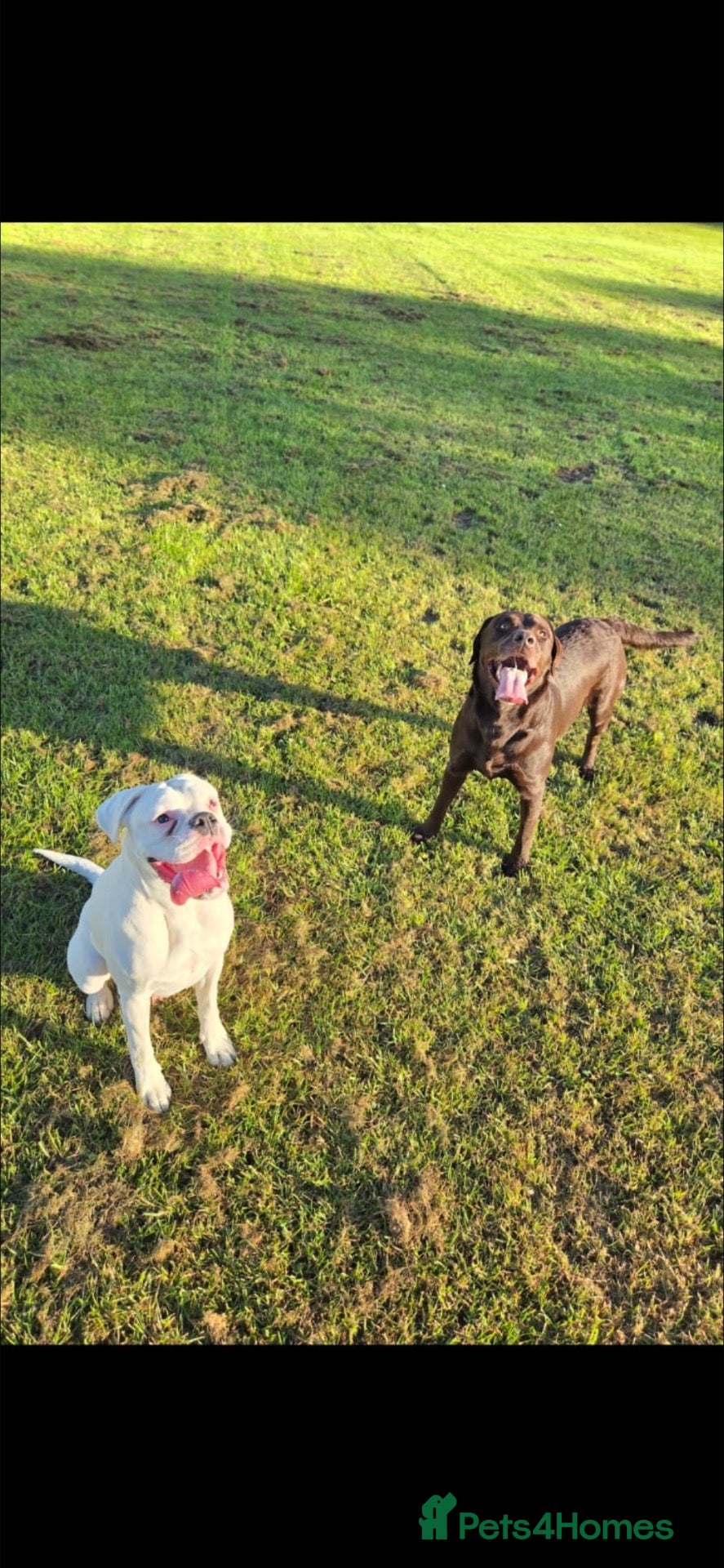 Mixed Breed dogs  RARE BREED boxador puppies for sale  - Advert 2
