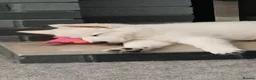 German Shepherd dogs for sale: White German shepherd KC - Advert 3