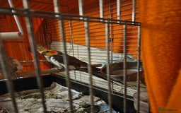 Cockatiels birds for sale: Breeding pair Cockatiels - Image 4