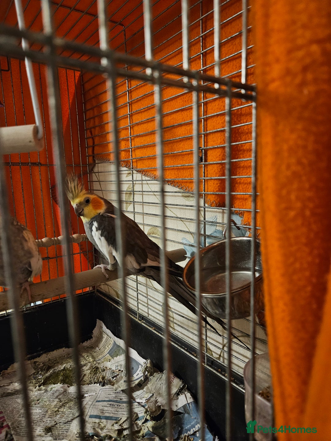Cockatiels birds for sale: Breeding pair Cockatiels - Image 4