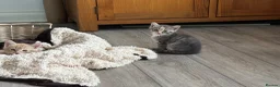 Siberian cats for sale: Beautiful Siberian Kittens-3 Boys-Hypoallergenic - Advert 23