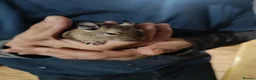 Degus rodents for sale: Degus in Royston - Advert 2