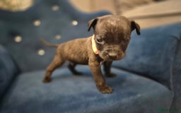 Mixed Breed dogs for sale: Mum-STAFF DAD-CANECORSO - Image 13