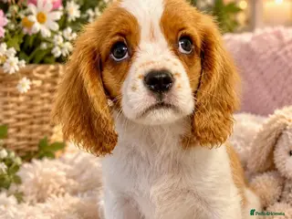 Cavalier King Charles Spaniel dogs ONLY 1 BOY LEFT!CHOCOLATE CARRIER CAVALIER READY! - Advert 5