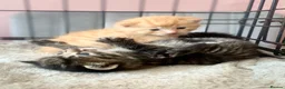 Mixed Breed cats for sale: 6 kittens mixed litter - Advert 14