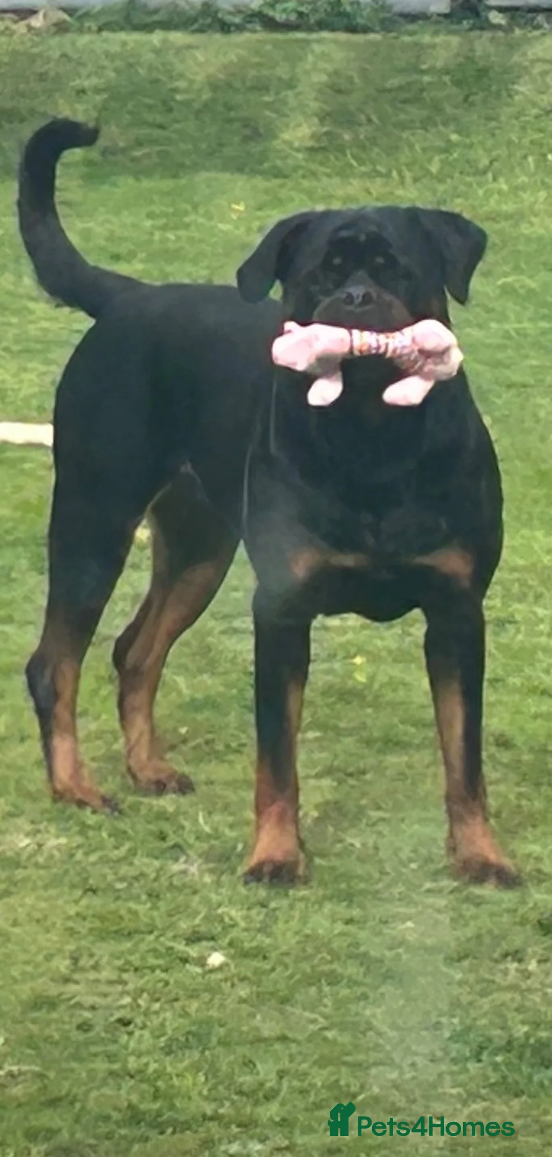 Rottweiler dogs for sale: Rottweiler pups  - Advert 26