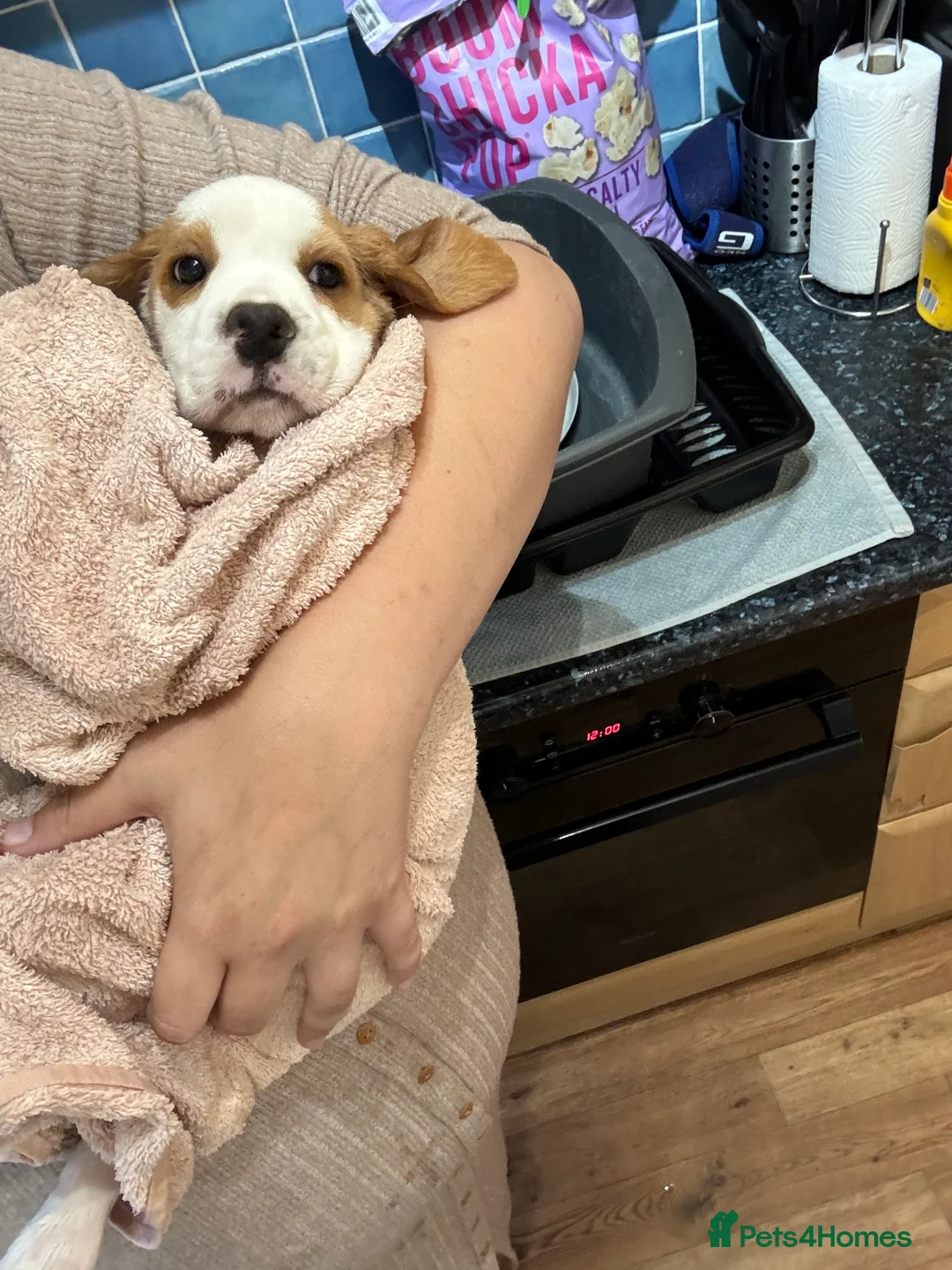 Beagle dogs for stud: White and Tan Beagle for Stud ONLY in Huddersfield - Advert 14