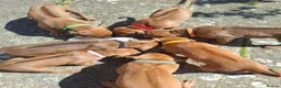 Rhodesian Ridgeback dogs for sale: KC reg,Excellent Ridges,Health checked/Elb/Hip/JME - Advert 24