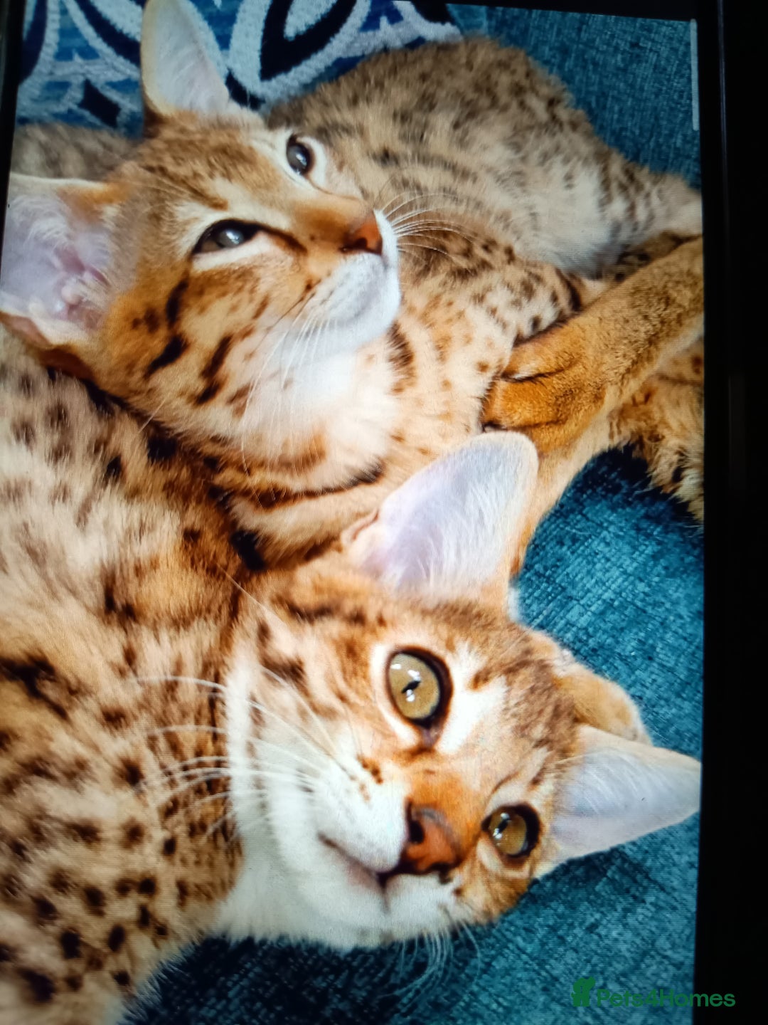Savannah cats for sale: F3 savannah girls Tica reg  - Image 7