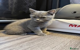 British Shorthair cats for sale: BSH kitten classic & chinchilla bloodline - Image 35