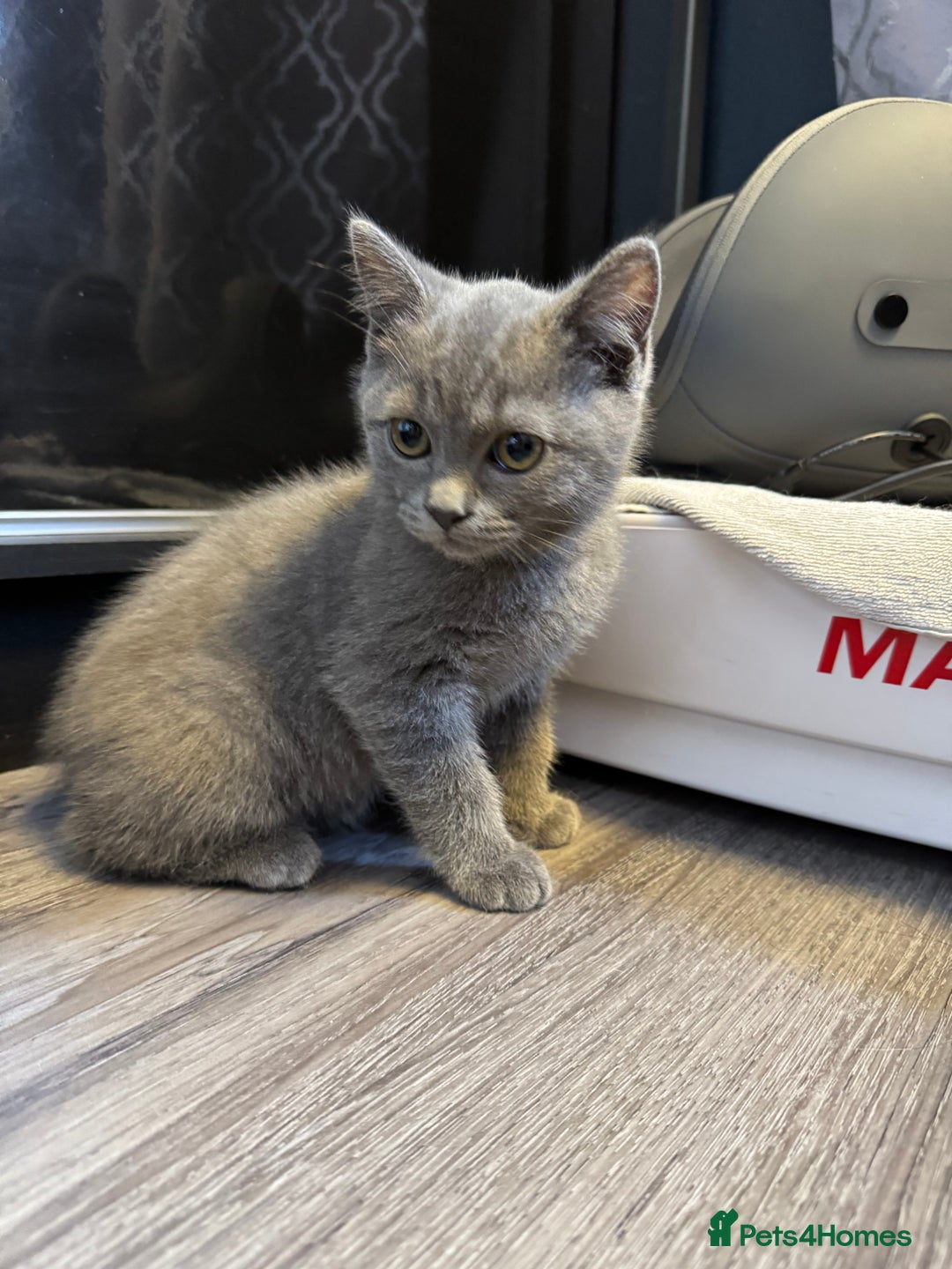 British Shorthair cats for sale: BSH kitten classic & chinchilla bloodline - Image 35