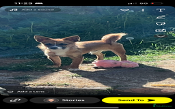 Mixed Breed dogs for sale: Jackawawa 1 year old Hugo - Image 16