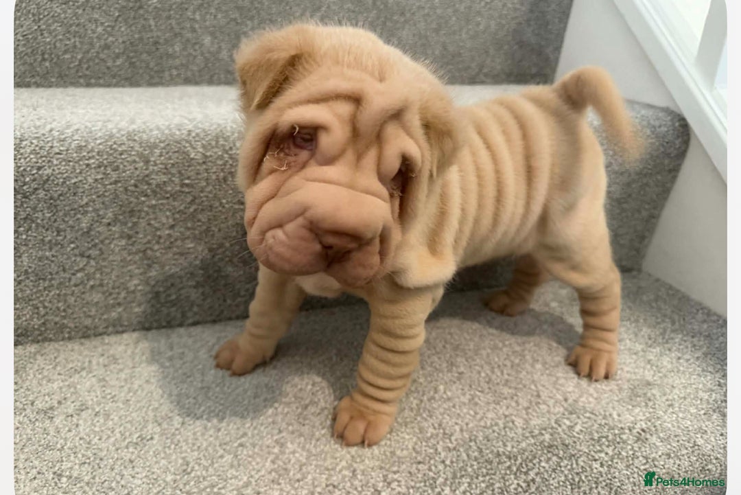 Shar Pei dogs for sale: MALE BABY SHAR PEI - Advert 6